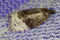 Apotomis betuletana