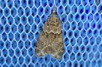 Eudonia mercurella
