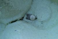 Acleris variegana