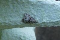 Eudonia mercurella