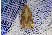 Archips xylosteana