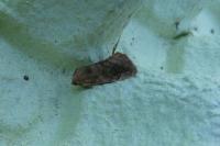 Cosmia pyralina