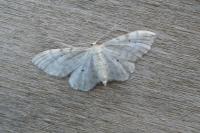 Idaea fuscovenosa