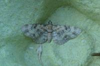 Eupithecia pulchellata