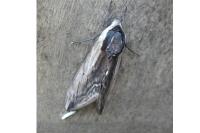 Sphinx ligustri