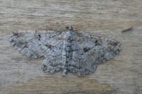 Peribatodes rhomboidaria