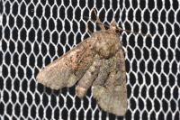 Oligia latruncula