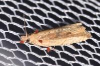 Bactra lancealana