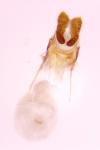 Bactra lancealana