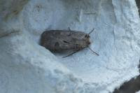 Agrotis exclamationis