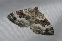 Epirrhoe alternata