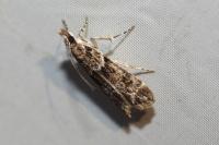 Eudonia angustea