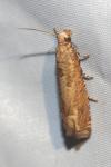 Eucosma