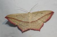 Timandra comae