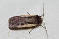 Ochropleura plecta