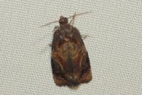 Ditula angustiorana