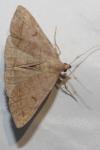 Zanclognatha lunalis