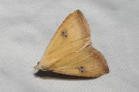 Rivula sericealis