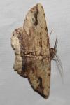 Menophra abruptaria