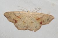 Cyclophora punctaria