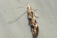 Dystebenna stephensi