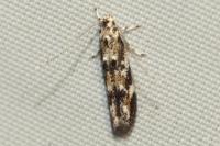 Dystebenna stephensi