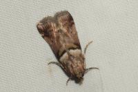Acrobasis consociella