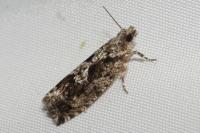 Zeiraphera isertana
