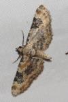 Eupithecia pulchellata