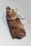 Acrobasis consociella