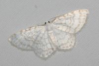 Asthena albulata