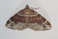 Xanthorhoe ferrugata/spadicearia
