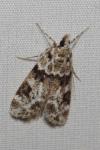 Eudonia delunella