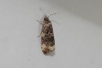 Endothenia gentianaeana/marginana/oblongana