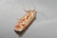 Rhyacionia buoliana