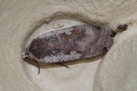 Noctua pronuba