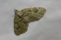 Chloroclystis v-ata