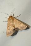 Helicoverpa armigera