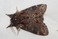 Notodonta dromedarius