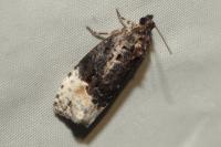 Apotomis betuletana
