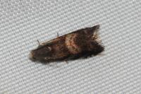 Strophedra nitidana