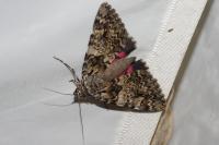 Catocala promissa