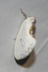 Cilix hispanica