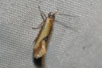 Batia lunaris