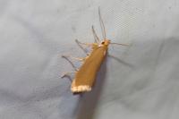 Crassa unitella