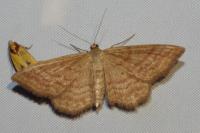 Idaea ochrata