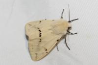 Spilarctia lutea