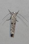 Yponomeuta plumbella