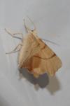 Ennomos erosaria