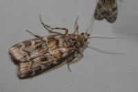 Dioryctria sylvestrella